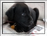 Obro�a, Czarny, Pies, Gazety